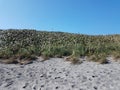 Green grasses and plants and sand at the beach Royalty Free Stock Photo