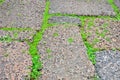 Green grasses on porous rock floor