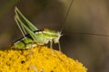 Green Grasshoper