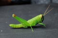 Green grasshoper on black paper