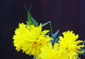 Green grasshoper and flowers