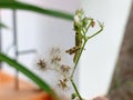 green grasshoper hanging in the little plant