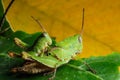 Green grasshoper on leaf Royalty Free Stock Photo