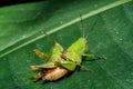 Green grasshoper on leaf Royalty Free Stock Photo