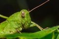 Green grasshoper on leaf Royalty Free Stock Photo
