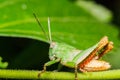 Green grasshoper on leaf Royalty Free Stock Photo