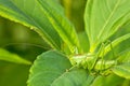 Green grasshoper on the leaf