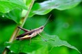 Green grasshoper Royalty Free Stock Photo