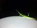 Green grasshoper Royalty Free Stock Photo