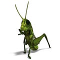 Green grasshopper