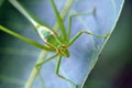 Green Grasshopper