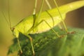Green grasshopper Royalty Free Stock Photo
