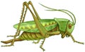 Green grasshopper Royalty Free Stock Photo