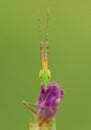 Green Grasshopper Acrida ungarica in Croatia, Krk