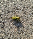 green grasshopper on the asphalt closeup photo