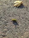 green grasshopper on the asphalt next to a fallen autumn maple leaf