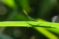 Green grasshopper behind a leaf Royalty Free Stock Photo