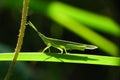 Green grasshopper behind a leaf Royalty Free Stock Photo