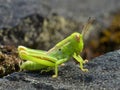 Green Grasshopper On Black Rock 2 Royalty Free Stock Photo