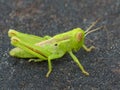 Green Grasshopper On Black Rock 1 Royalty Free Stock Photo