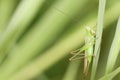 Green Grasshopper