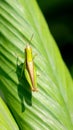 a green grasshopper with a brown line on its back sitting on a leaf Royalty Free Stock Photo