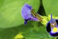 Green Grasshopper Caelifera sitting on Violet flower next to in morning light on extreme macro shot. Caelifera on Royalty Free Stock Photo