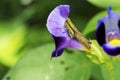 Green Grasshopper Caelifera sitting on Violet flower next to in morning light on extreme macro shot. Caelifera on Royalty Free Stock Photo