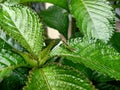 A green grasshopper camouflaged on greeny leafs