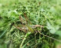 Grasshopper close-up in the grass