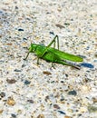 Green grasshopper close up on gray stone background, bush crickets Royalty Free Stock Photo