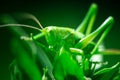 Green grasshopper, close-up, Great green bush-cricket, Orthoptera, Arthropoda