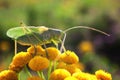 Green grasshopper close-up. Latin name: Tettigonia viridissima Royalty Free Stock Photo