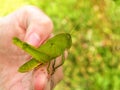 Green Grasshopper 1