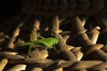 Green grasshopper. Closeup. On the texture of a straw hat.