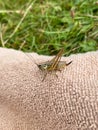 Green grasshopper or common grasshopper Tettigonia viridissima close up Royalty Free Stock Photo