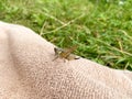 Green grasshopper or common grasshopper Tettigonia viridissima close up Royalty Free Stock Photo