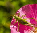 Green grasshopper, common grasshopper, Tettigonia viridissima on a poppy flower