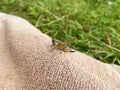 Green grasshopper or common grasshopper Tettigonia viridissima close up