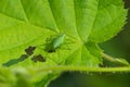 Green grasshopper eating leaf in spring Royalty Free Stock Photo