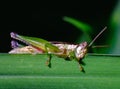 Green grasshopper is eating leaves in the garden. Royalty Free Stock Photo