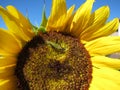 Green grasshopper eats and damages blooming sunflower