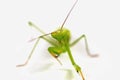 Green grasshopper, face fronted focus, isolated on white background. Royalty Free Stock Photo