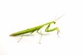 Green grasshopper, face fronted focus, isolated on white background. Royalty Free Stock Photo