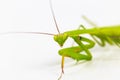 Green grasshopper, face fronted focus, on white background. Royalty Free Stock Photo