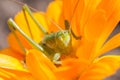 Green grasshopper feeding on a flower in bloom Royalty Free Stock Photo