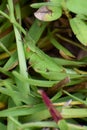 Green Grasshopper in the Florida swamp