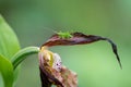 green grasshopper flower sitting on a rare lady slippery orchid flower captured in detail with a green blurred background Royalty Free Stock Photo