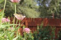 Grasshopper on Zinnia Flower Stem Shallow DOF Royalty Free Stock Photo