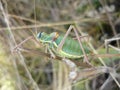 Grasshopper in garden, macro photo of Bulgaria Royalty Free Stock Photo